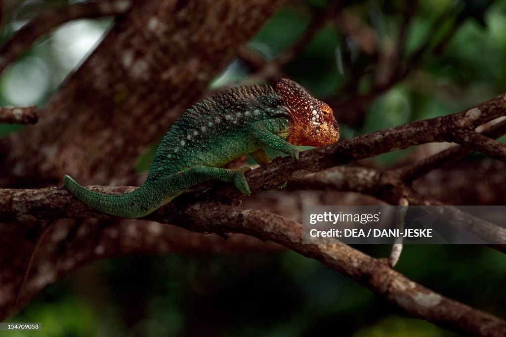 Madagascar Giant Chameleon (Furcifer verrucosus)...