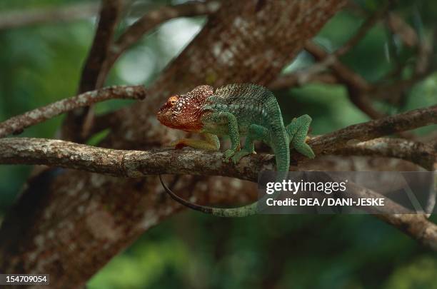 Madagascar Giant Chameleon , Chamaeleonidae. Fort Dauphin, Madagascar.