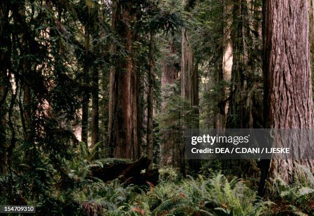 Coast redwood or California redwood forest , Cupressaceae.