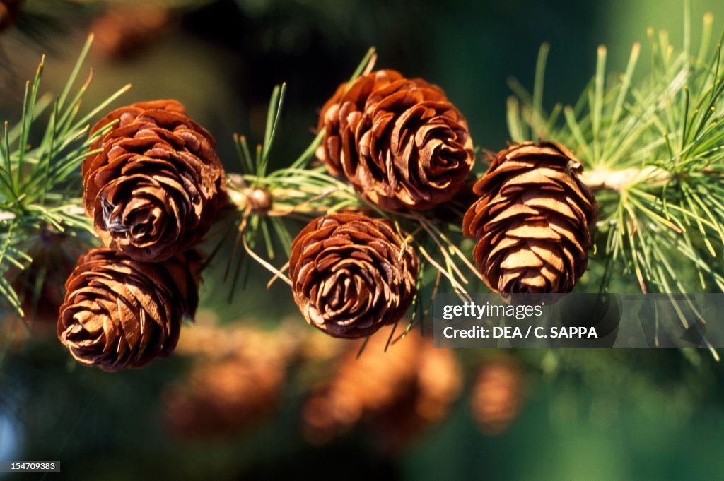 Hemlock leaves and cones (Tsuga canadensis)...