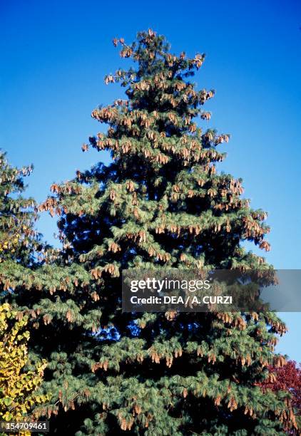 White Pine, American White Pine or Weymouth Pine , Pinaceae.
