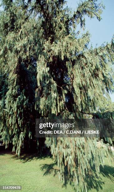 Kashmir Cypress , Cupressaceae.