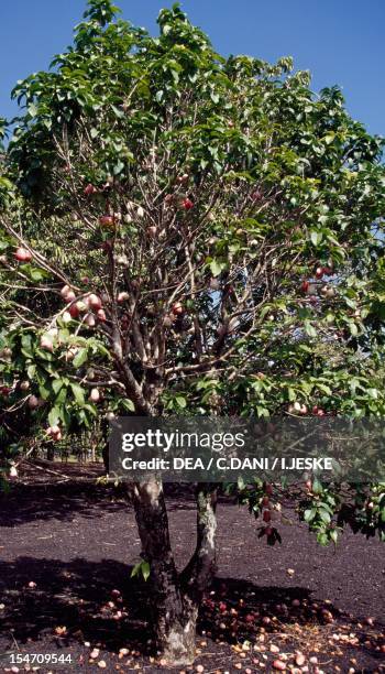 93 Java Apple Tree Stock Photos, High-Res Pictures, and Images - Getty ...