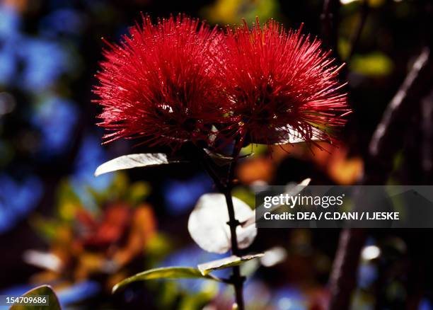 Flowering branch of Ohia lehuai , Myrtaceae. Hawaii, USA.