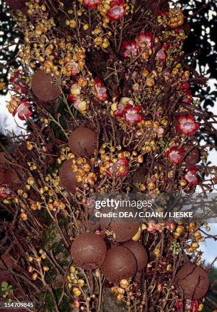 Cannonball Tree fruit and flowers , Lecitidaceae.