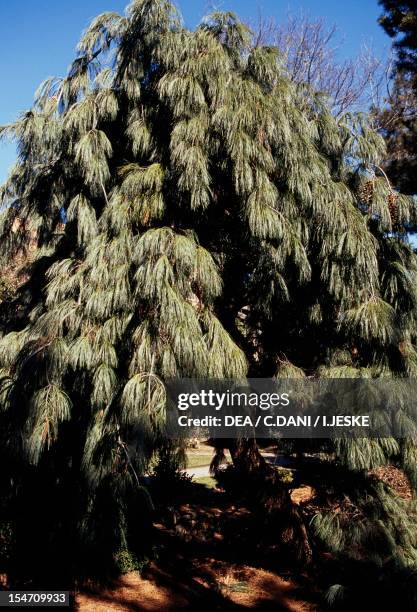 Weeping eastern white pine , Pinaceae.