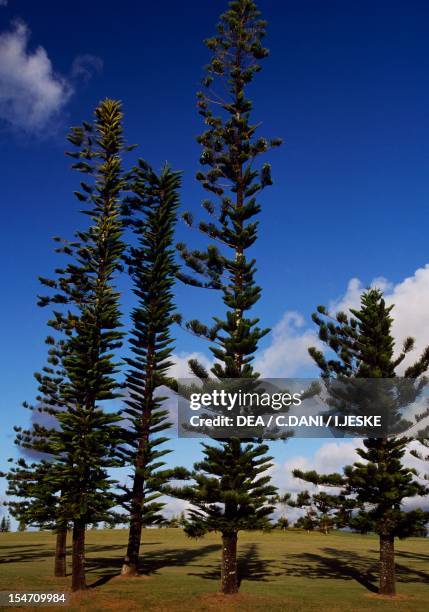 Column (Botany) Photos and Premium High Res Pictures - Getty Images