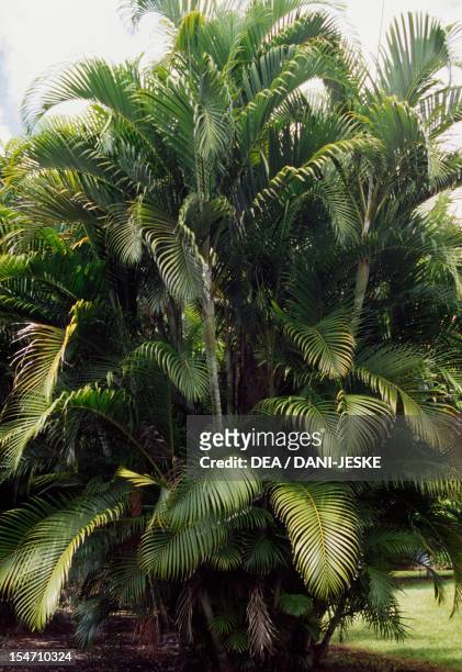 Palm Arecaceae.