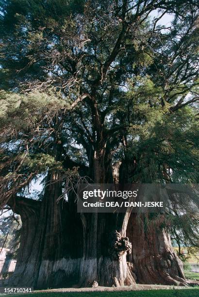 Montezuma Cypress , Cupressaceae.