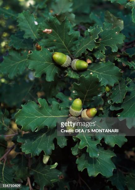 Oak leaves and acorns , Fagaceae. Tredozio, Emilia-Romagna, Italy.