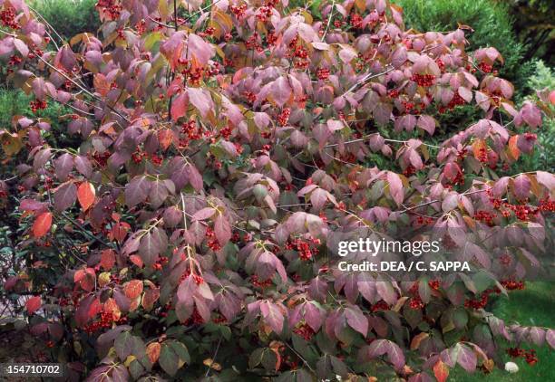 Celastraceae Celastraceae Photos and Premium High Res Pictures - Getty Images