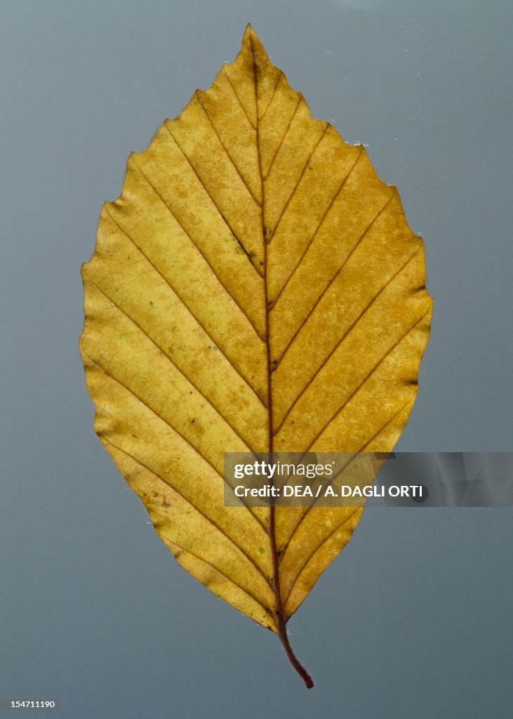 Witch Hazel leaf (Hamamelis virginiana)...