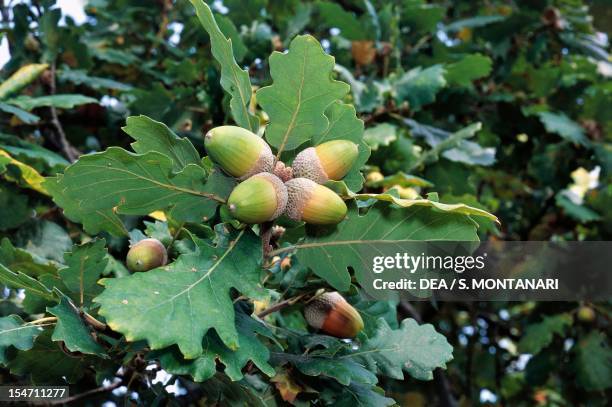 Oak leaves and acorns , Fagaceae. Carne' Natural Park, Brisighella, Emilia-Romagna, Italy.