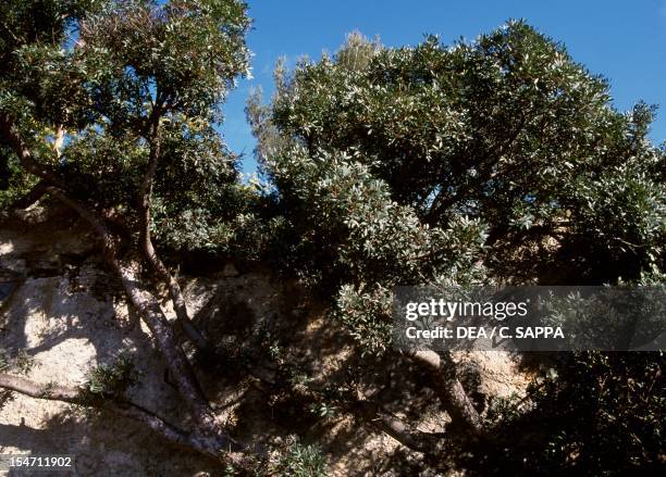 Mastic Color Tree Mastic Trees Photos and Premium High Res Pictures - Getty Images