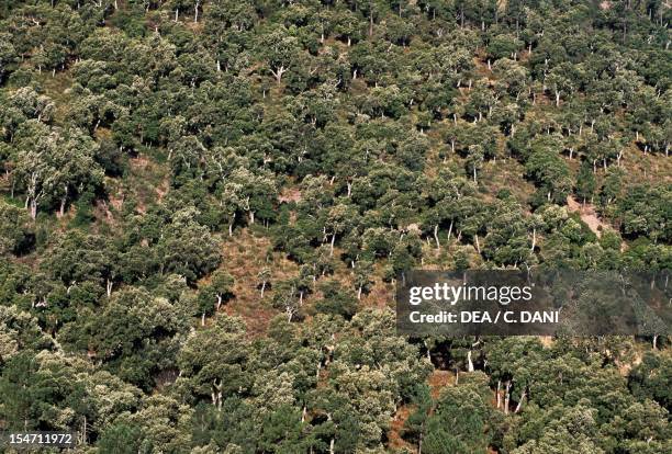 Cork Oak forest , Fagaceae. Massif de l'Esterel, Provence, France.