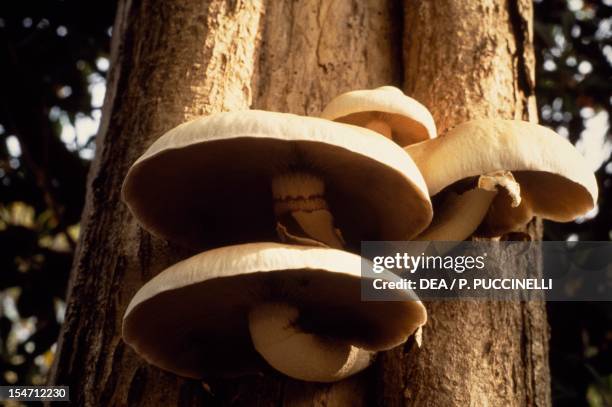 Black Poplar Mushroom , Bolbitiaceae.