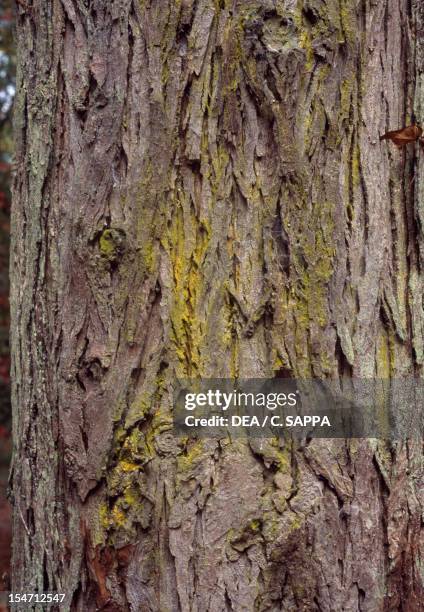 Shellbark Tree Shellbark Hickory Photos and Premium High Res Pictures - Getty Images