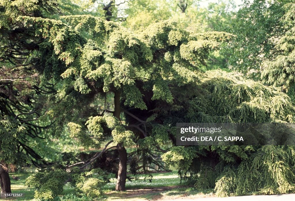 Hemlock (Tsuga canadensis Compacta)...