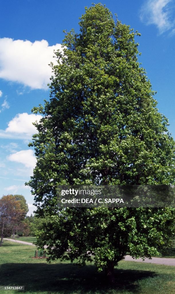 Upright English Oak (Quercus robur fastigiata)...