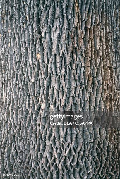 White Ash or American Ash bark , Oleaceae.