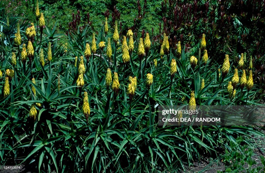 Hardy aloe or coral aloe (Aloe striatula)...