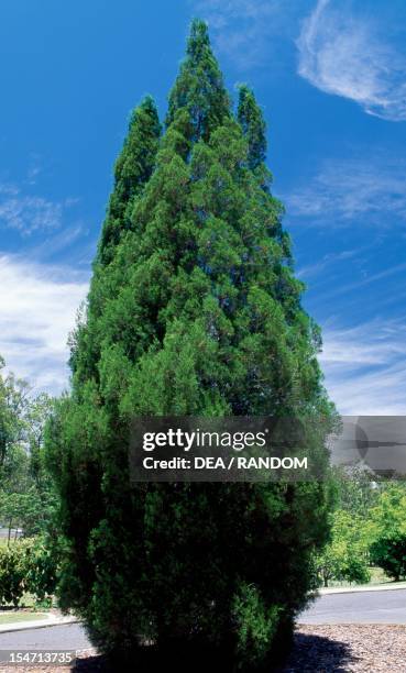 Callitris Roei Callitris Photos and Premium High Res Pictures - Getty Images