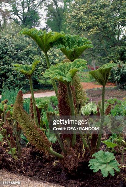 Gunnera Identification Giant Gunnera Photos and Premium High Res Pictures - Getty Images