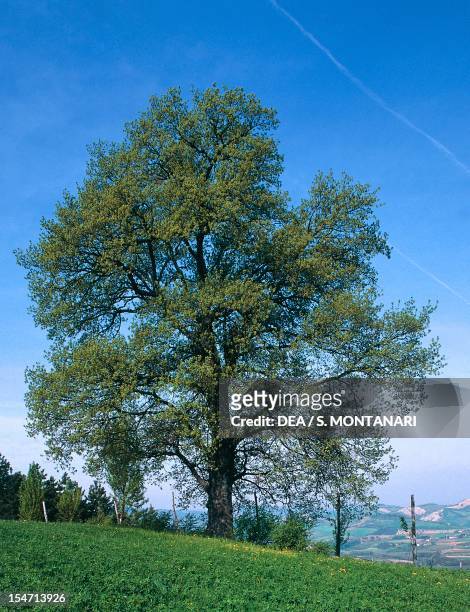 Oak , Fagaceae.