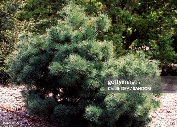 Weymouth Pine , Pinaceae.