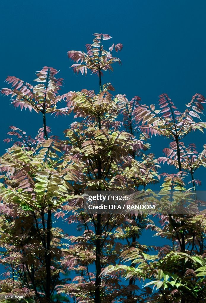 Chinese Mahogany branches (Toona sinensis)...