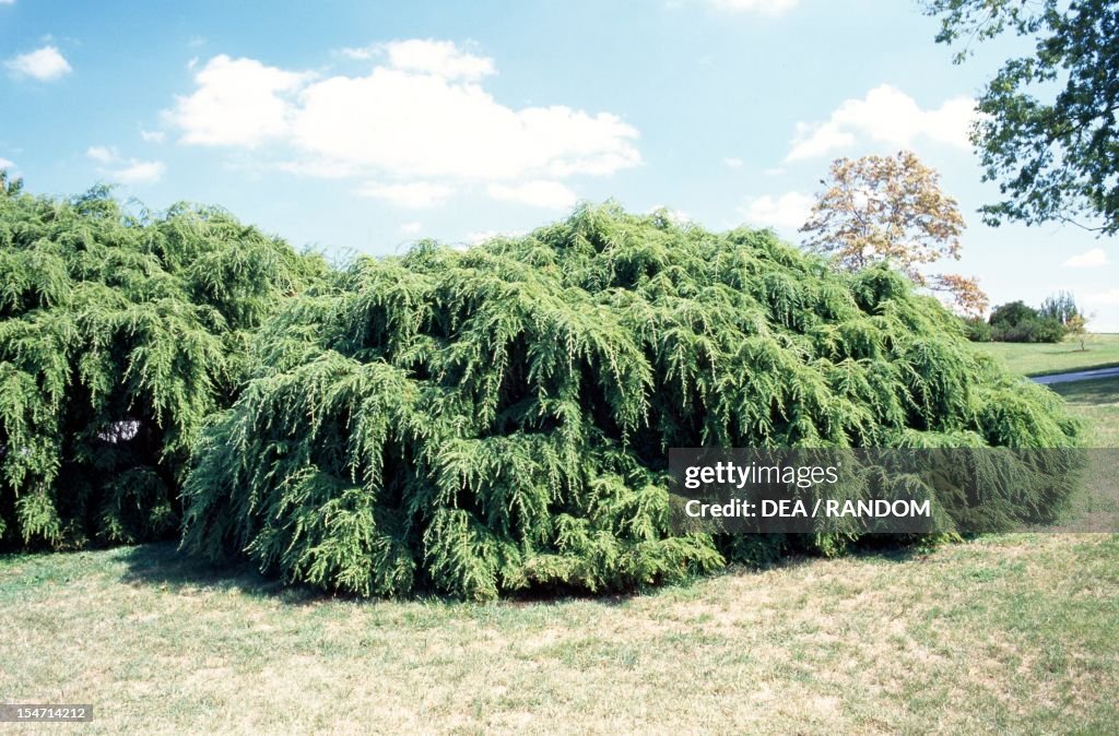 Sargent's Weeping Hemlock...
