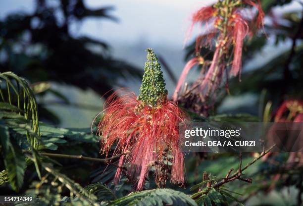 Callindra Calliandra Photos and Premium High Res Pictures - Getty Images
