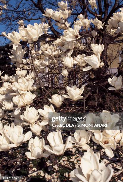 Magnolia in bloom , Magnoliaceae.