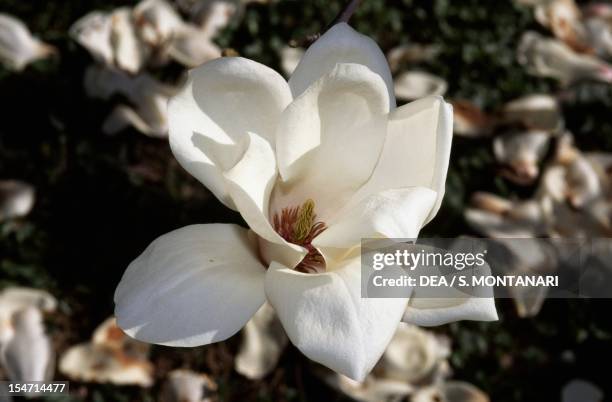 Magnolia flowers , Magnoliaceae.