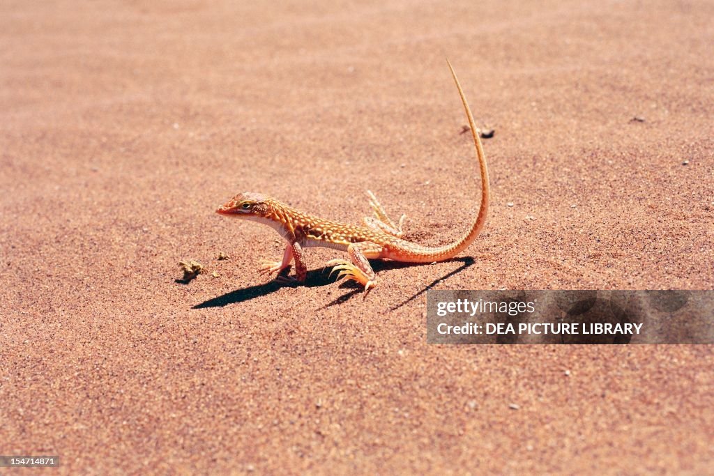 Namib Sanddiver (Aporosaura anchietae)