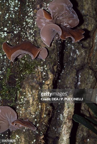 Examples of Jew's ear or Jelly ear , Auriculariaceae.