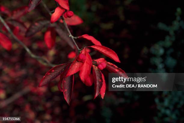 Celastraceae Celastraceae Photos and Premium High Res Pictures - Getty Images