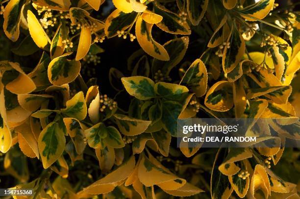 Celastraceae Celastraceae Photos and Premium High Res Pictures - Getty Images