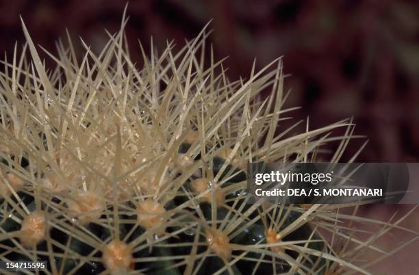 Golden barrell cactus spines, Cactaceae. Detail.