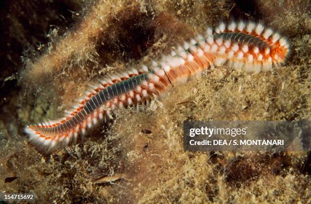 Fireworm Larvae Fireworm Photos and Premium High Res Pictures - Getty Images