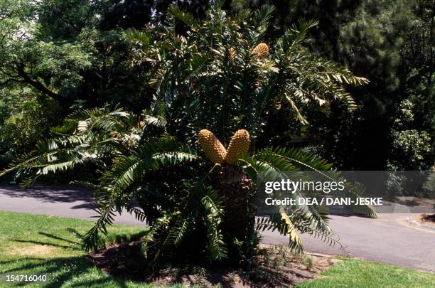Encephalartos Photos And Premium High Res Pictures Getty Images encephalartos-photos-and-premium-high-res-pictures-getty-images