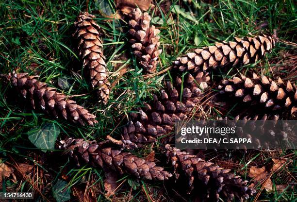 White Pine, American White Pine or Weymouth Pine cones , Pinaceae.