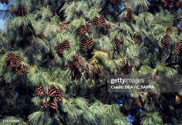 White Pine, American White Pine or Weymouth Pine foliage and cones , Pinaceae.