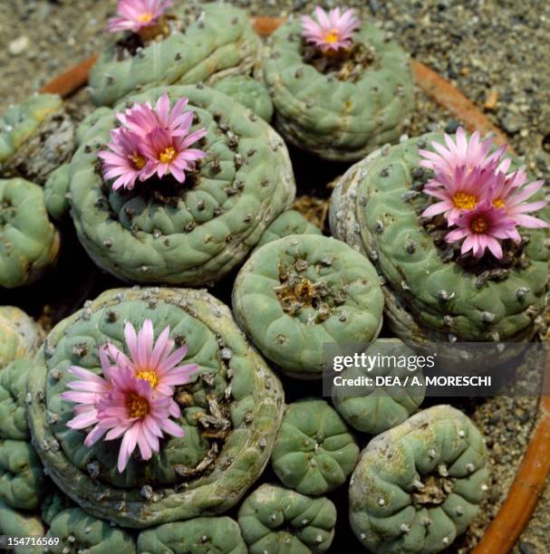 Paoti 1,150 Cactus Peyote Stock Photos, High-Res Pictures, and Images - Getty ...