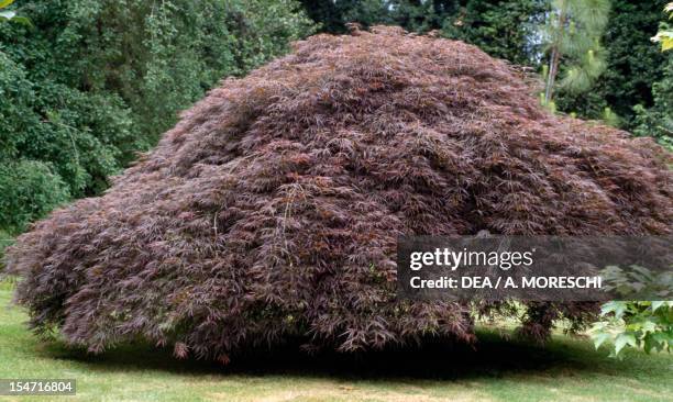 Japanese Maple or Smooth Japanese Maple , Aceraceae-Sapindaceae.