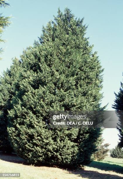 Leyland Cypress , Cupressaceae.