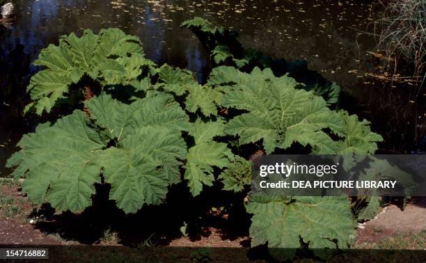 Gunnera Roots Chilean Gunnera Photos and Premium High Res Pictures - Getty Images