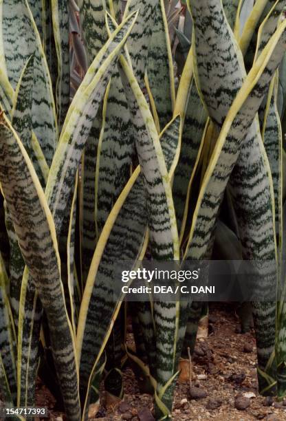 Sansevieria trifasciata laurentii, Cactaceae.