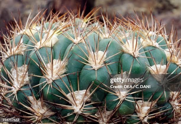 Weingartia lanata, Cactaceae. Detail of spines and areoles.