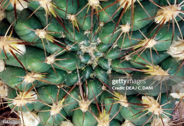 Weingartia lanata, Cactaceae. Detail of spines and areoles.